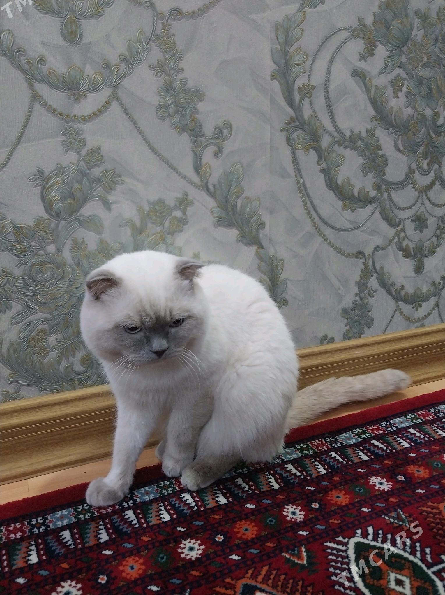 şotland pisik - Ашхабад - img 2