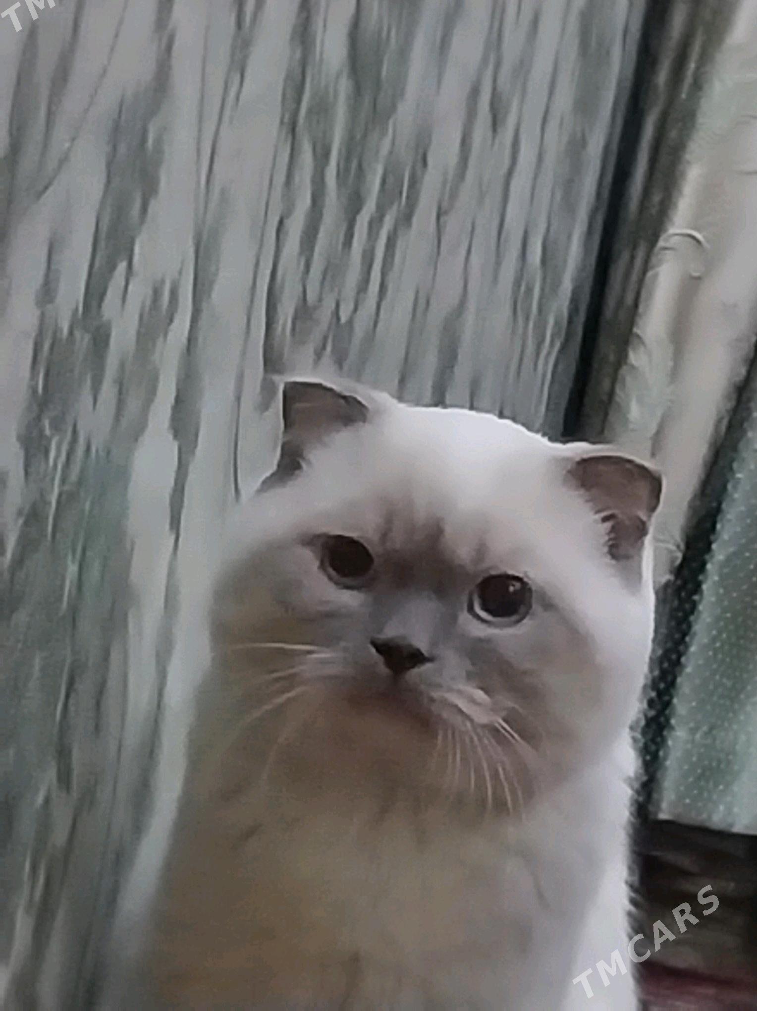 şotland pisik - Ашхабад - img 3