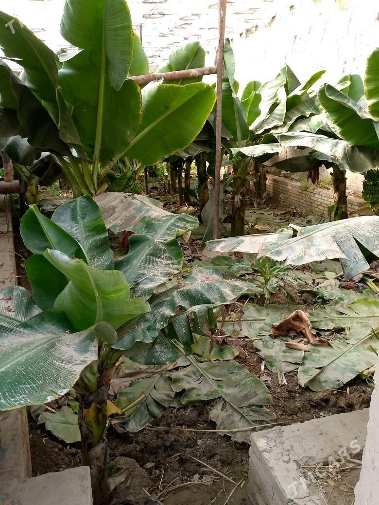 Banan nahal - Halaç - img 2