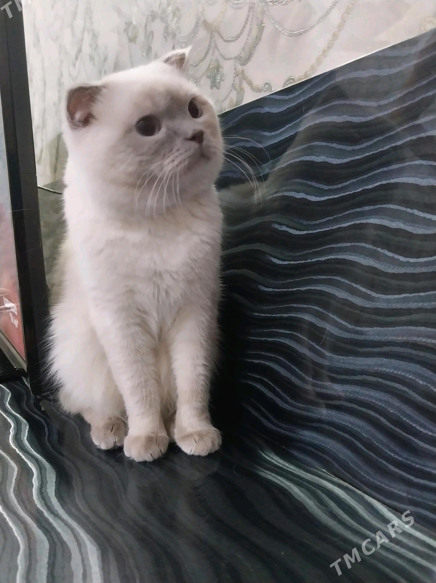 şotland pisik - Ашхабад - img 4