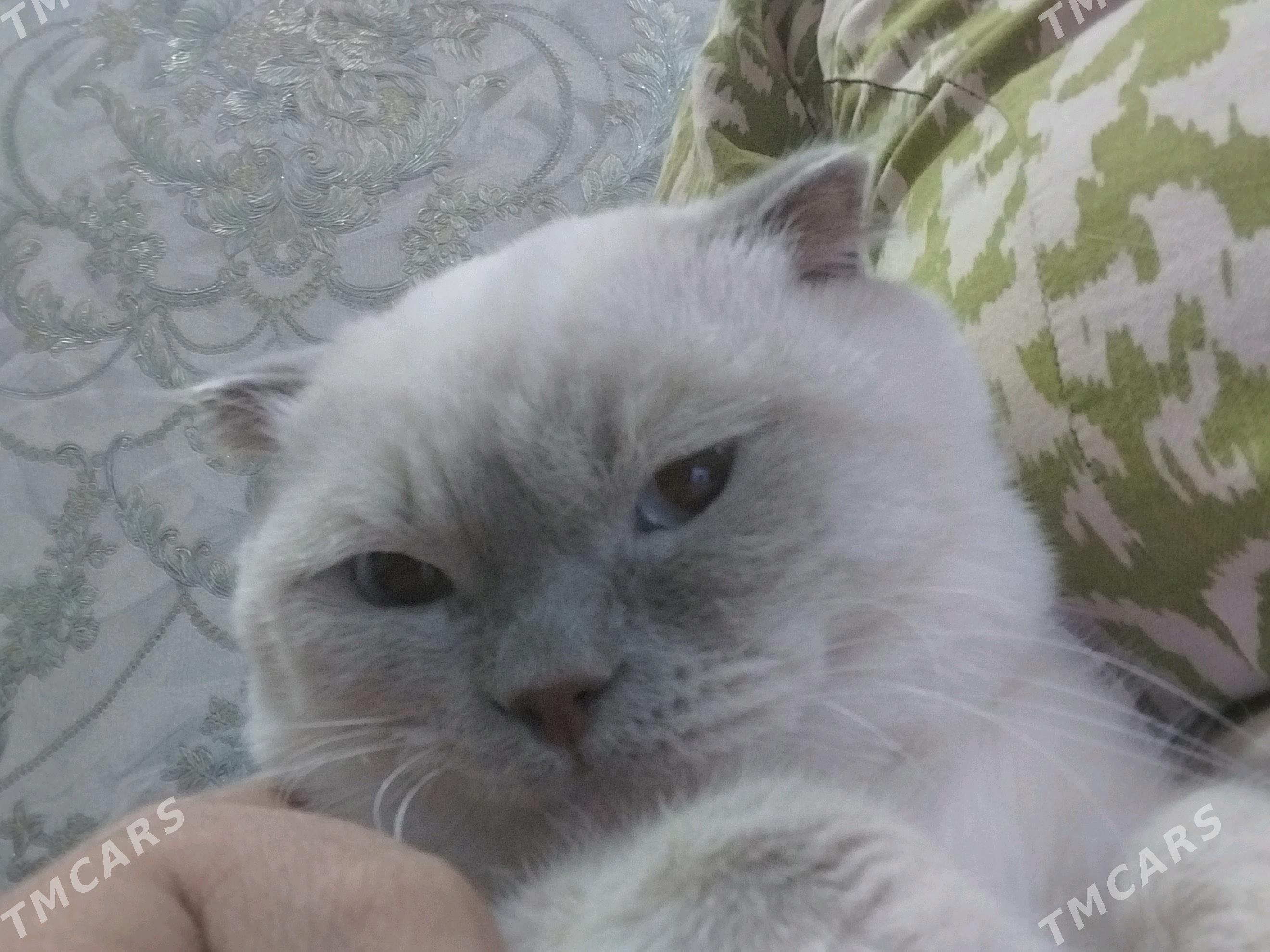 şotland pisik - Ашхабад - img 1