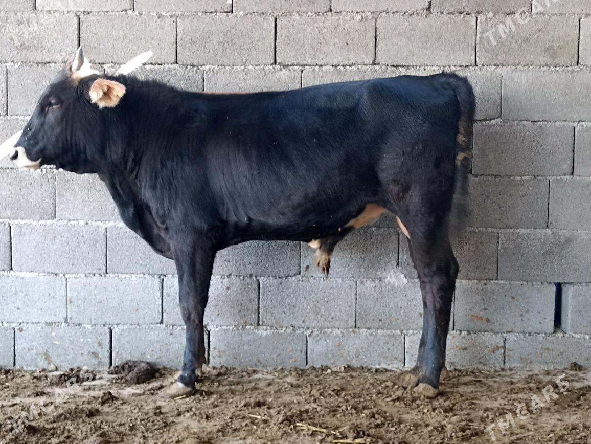 ŞIWES öküz - Ашхабад - img 3