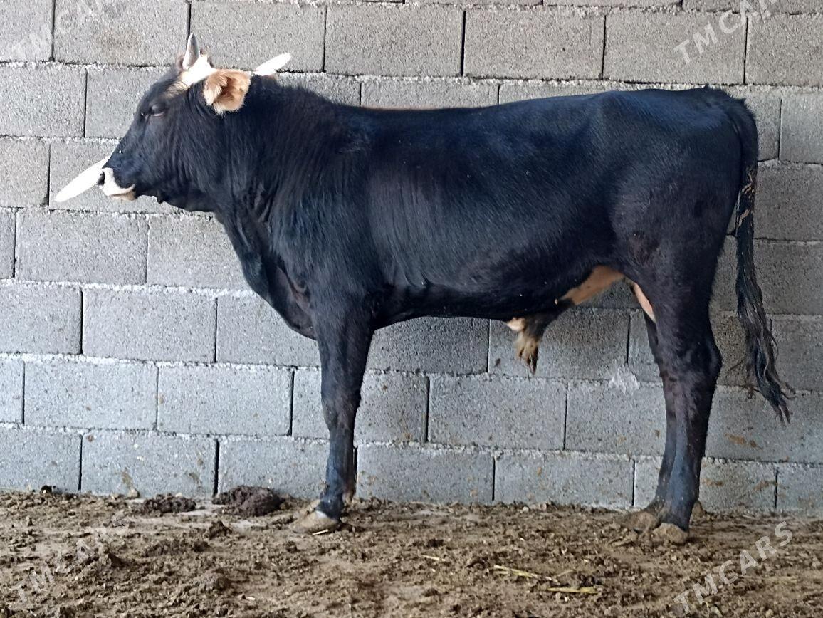 ŞIWES öküz - Ашхабад - img 2