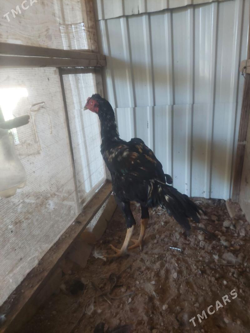 bayes horaz - Çärjew - img 4