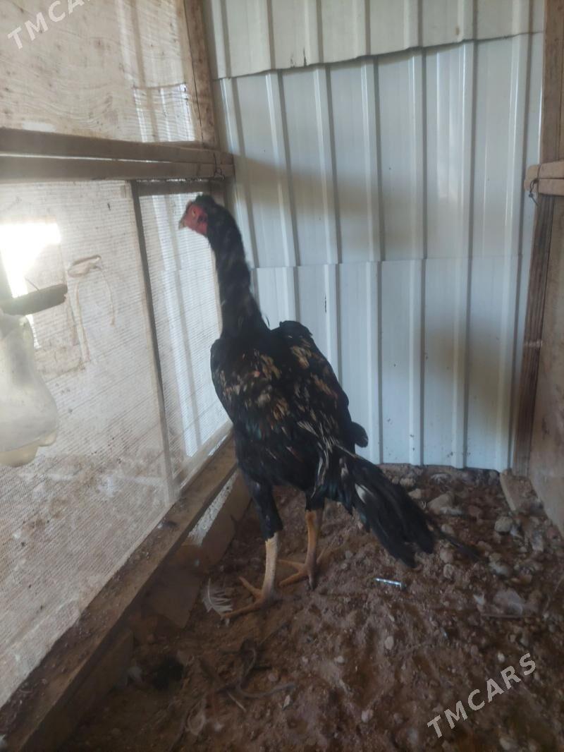 bayes horaz - Çärjew - img 3