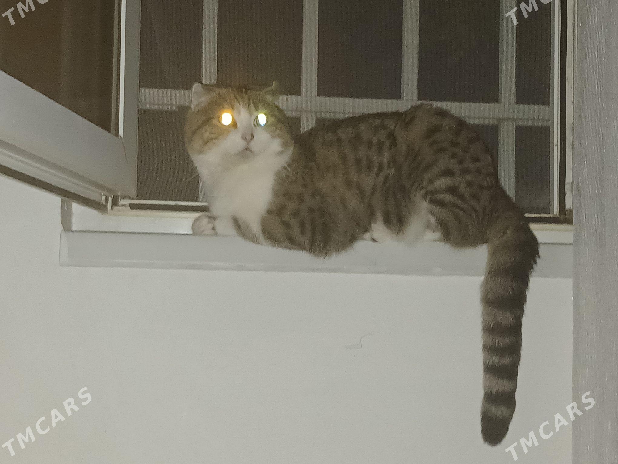 Висловухий кот - Ашхабад - img 2