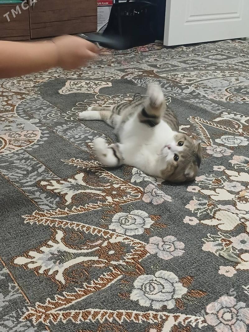 Висловухий кот - Ашхабад - img 3