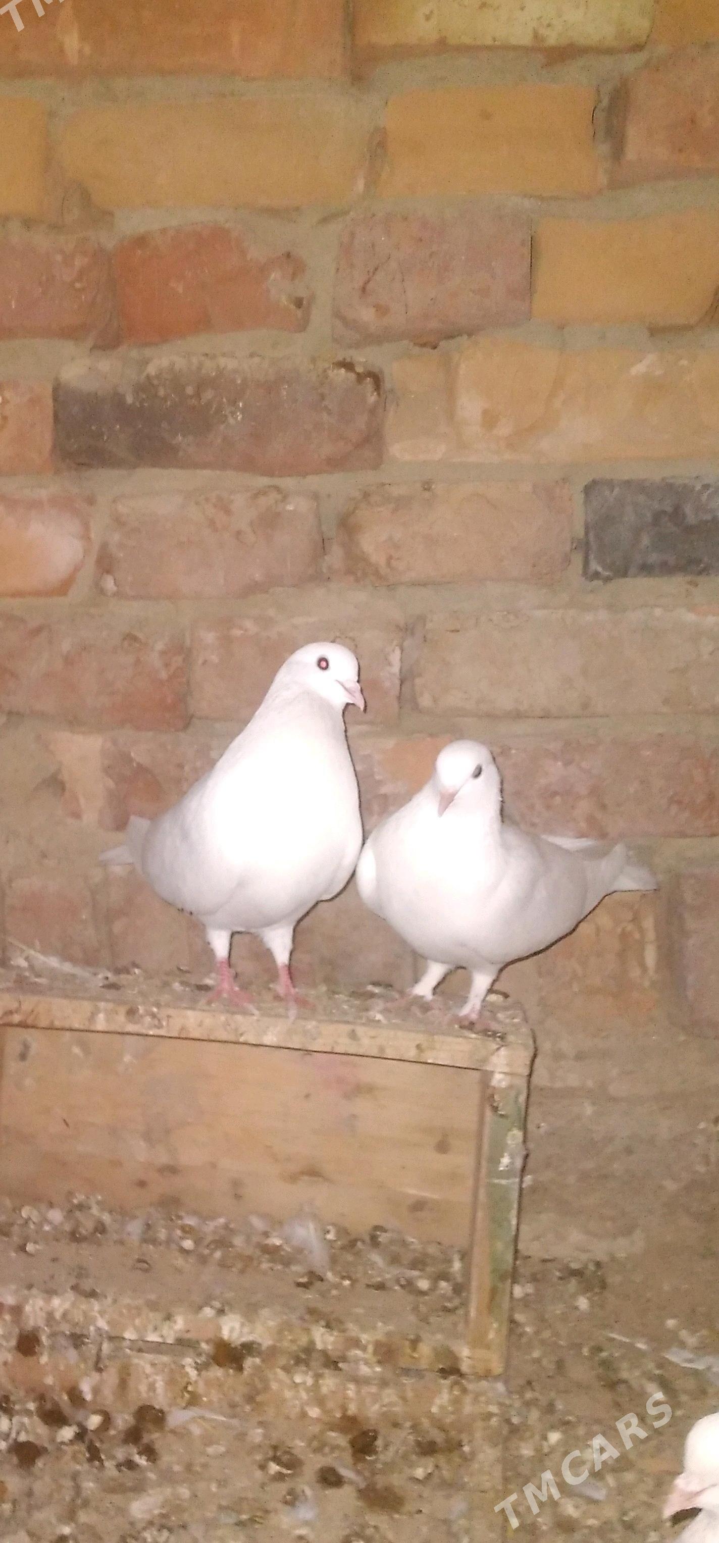 kepderi - Bäherden - img 1