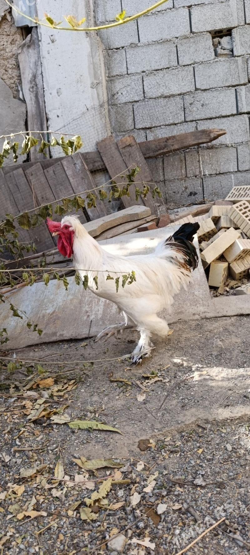 Brama horaz - 30 mkr - img 2