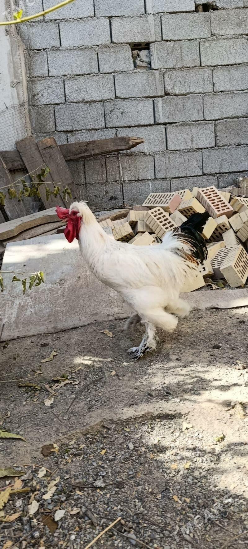 Brama horaz - 30 mkr - img 3