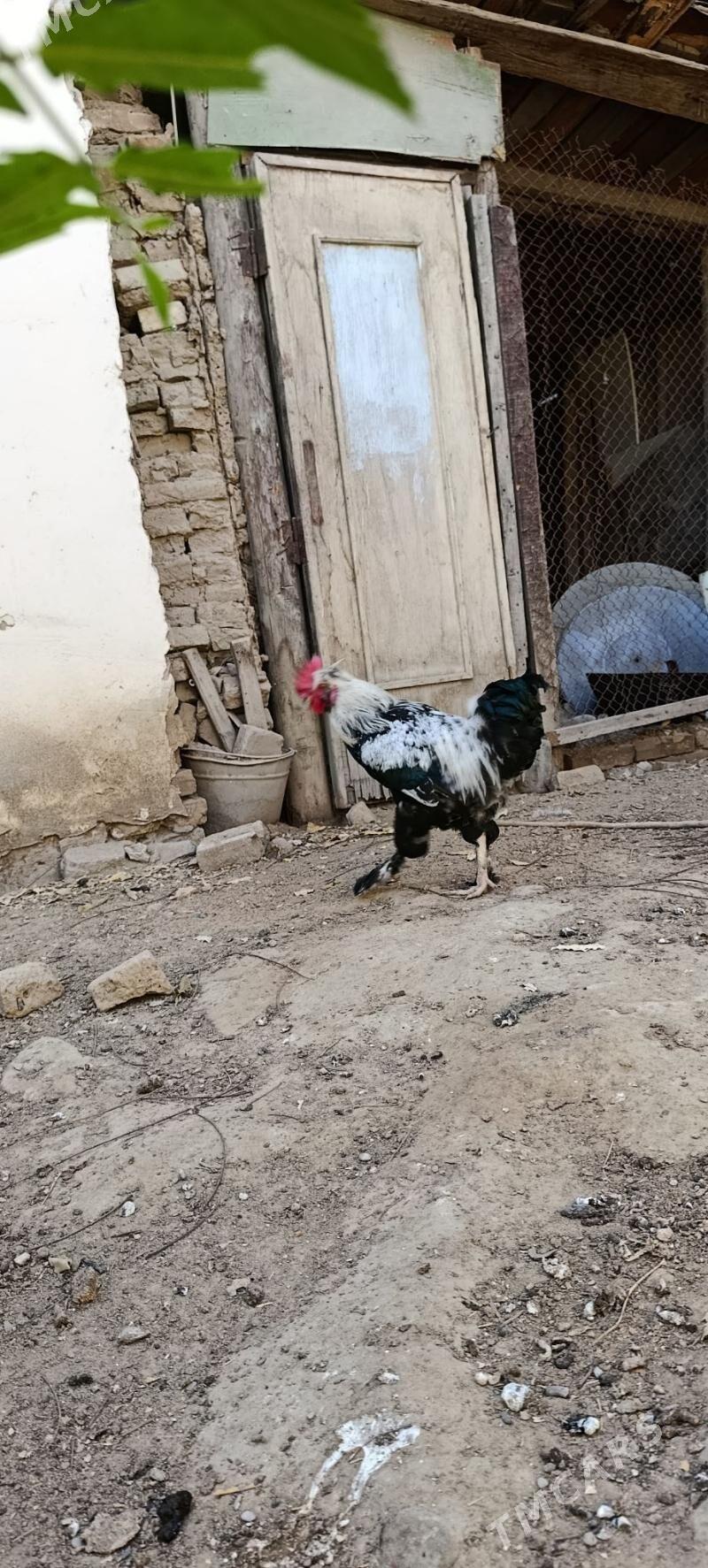 Horaz - 30 mkr - img 3