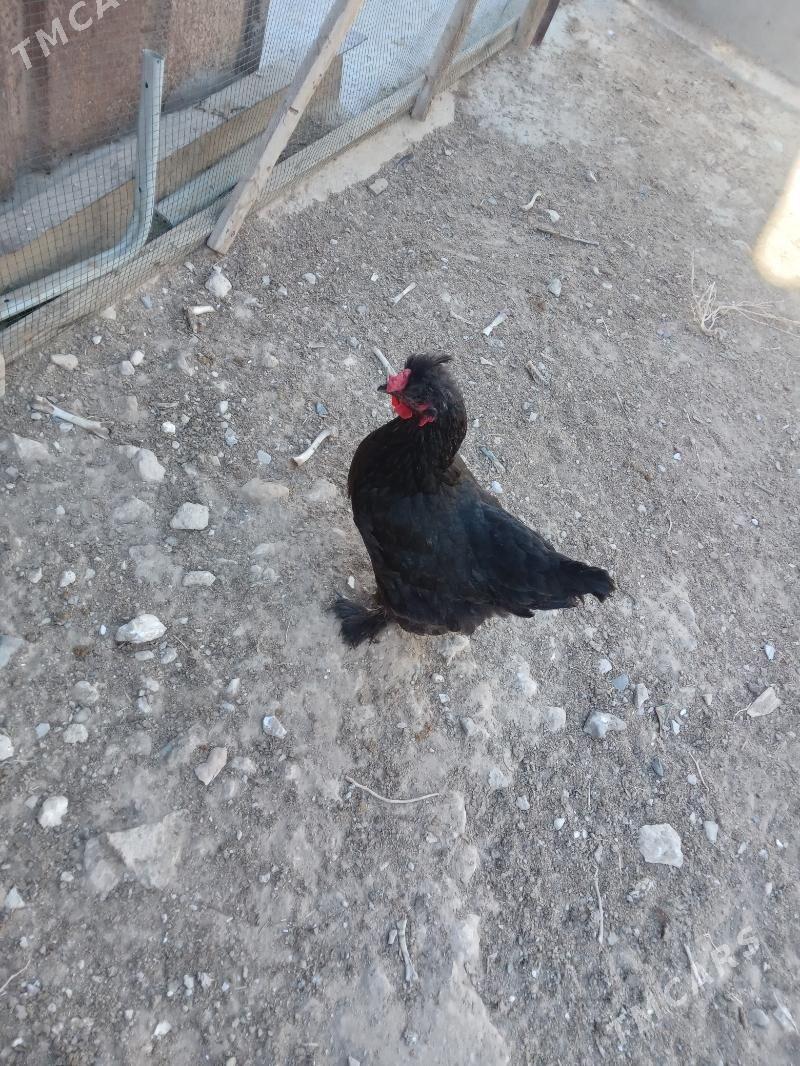 Gara towyk telpekli balakly - Гызыларбат - img 3