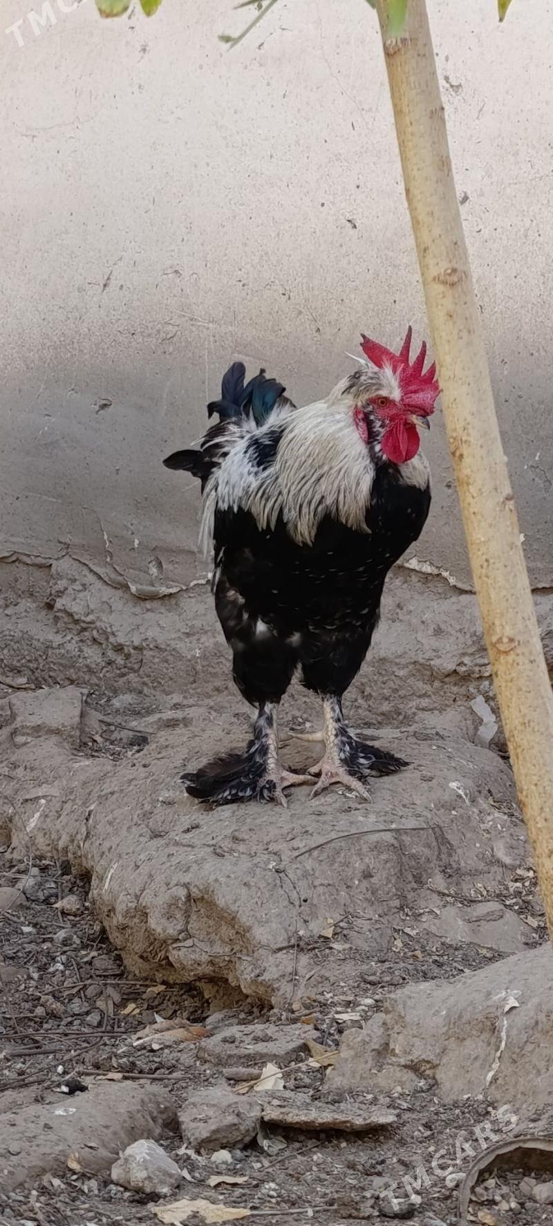 Horaz - 30 mkr - img 4