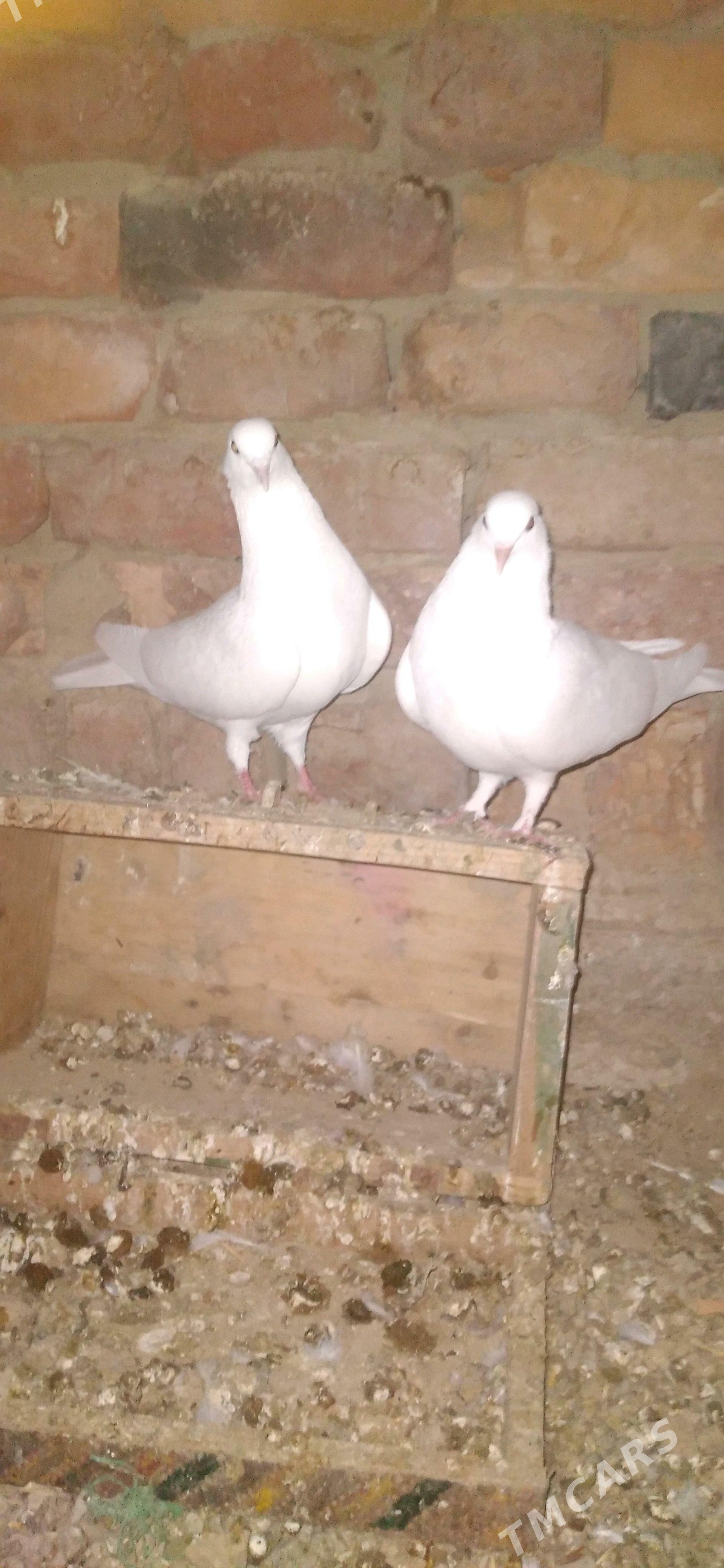 kepderi - Bäherden - img 2