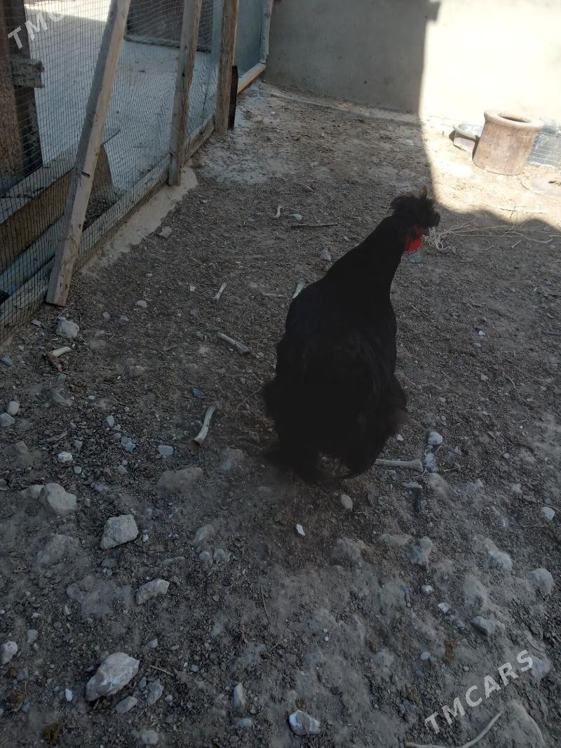 Gara towyk telpekli balakly - Гызыларбат - img 2