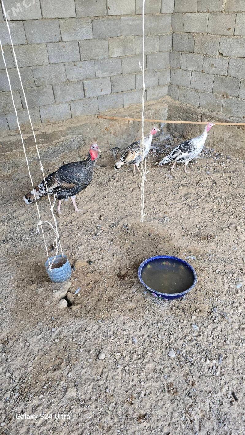 Induklar - Herrikgala - img 3