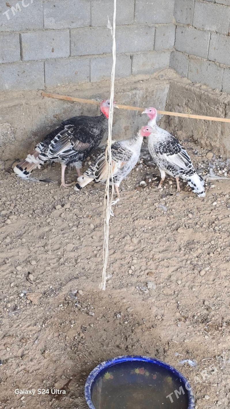 Induklar - Herrikgala - img 2