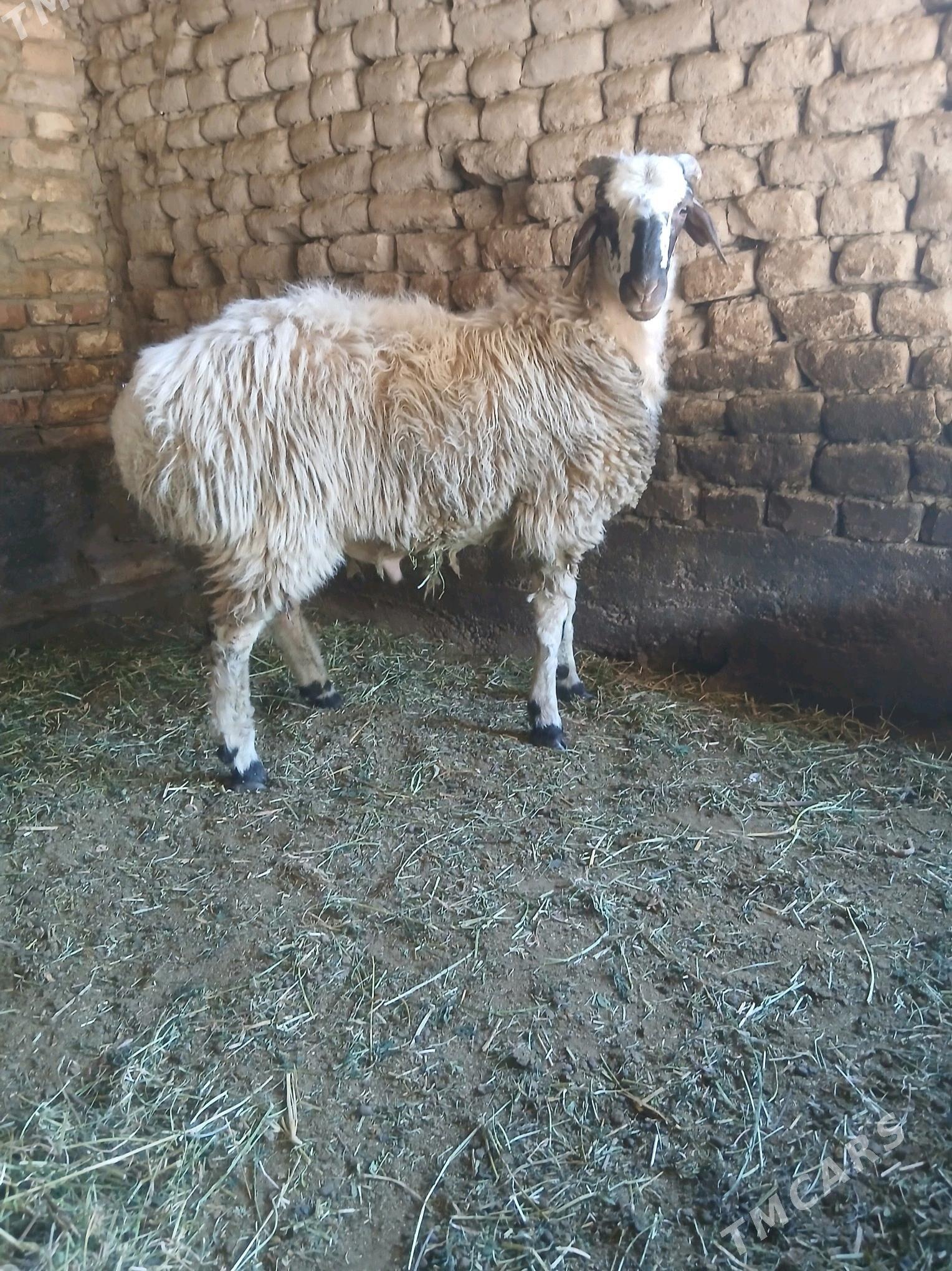 GOC - Gökje - img 2