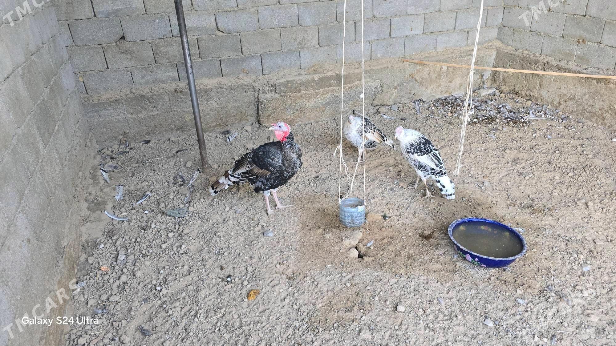 Induklar - Herrikgala - img 4