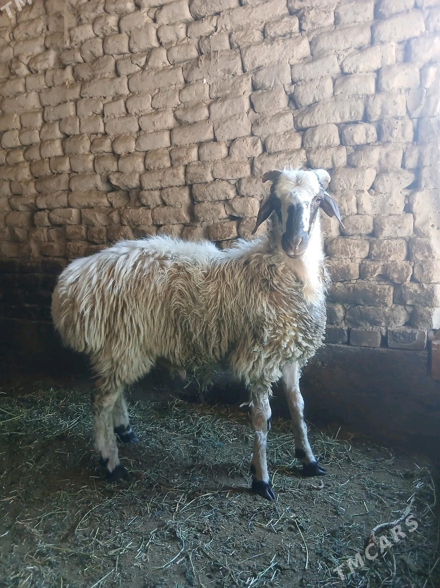 GOC - Gökje - img 1