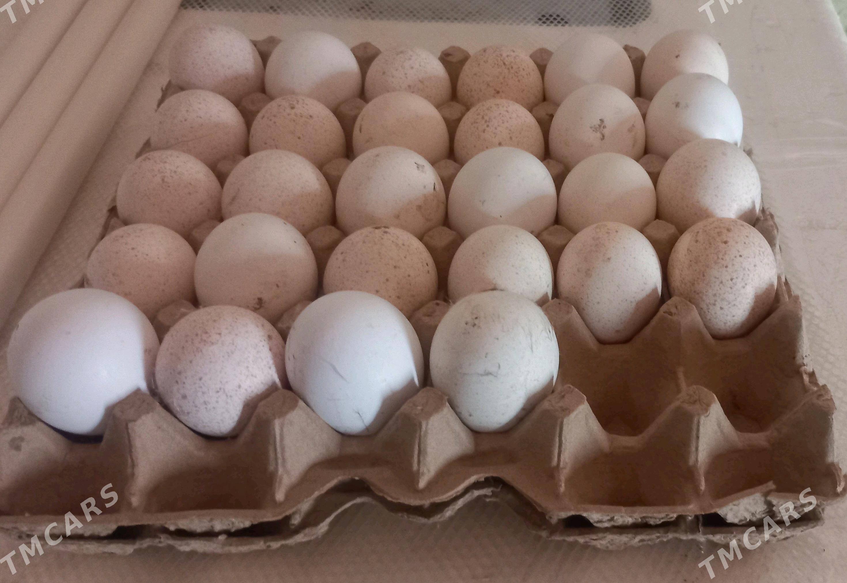 INDUK - Kaka - img 1