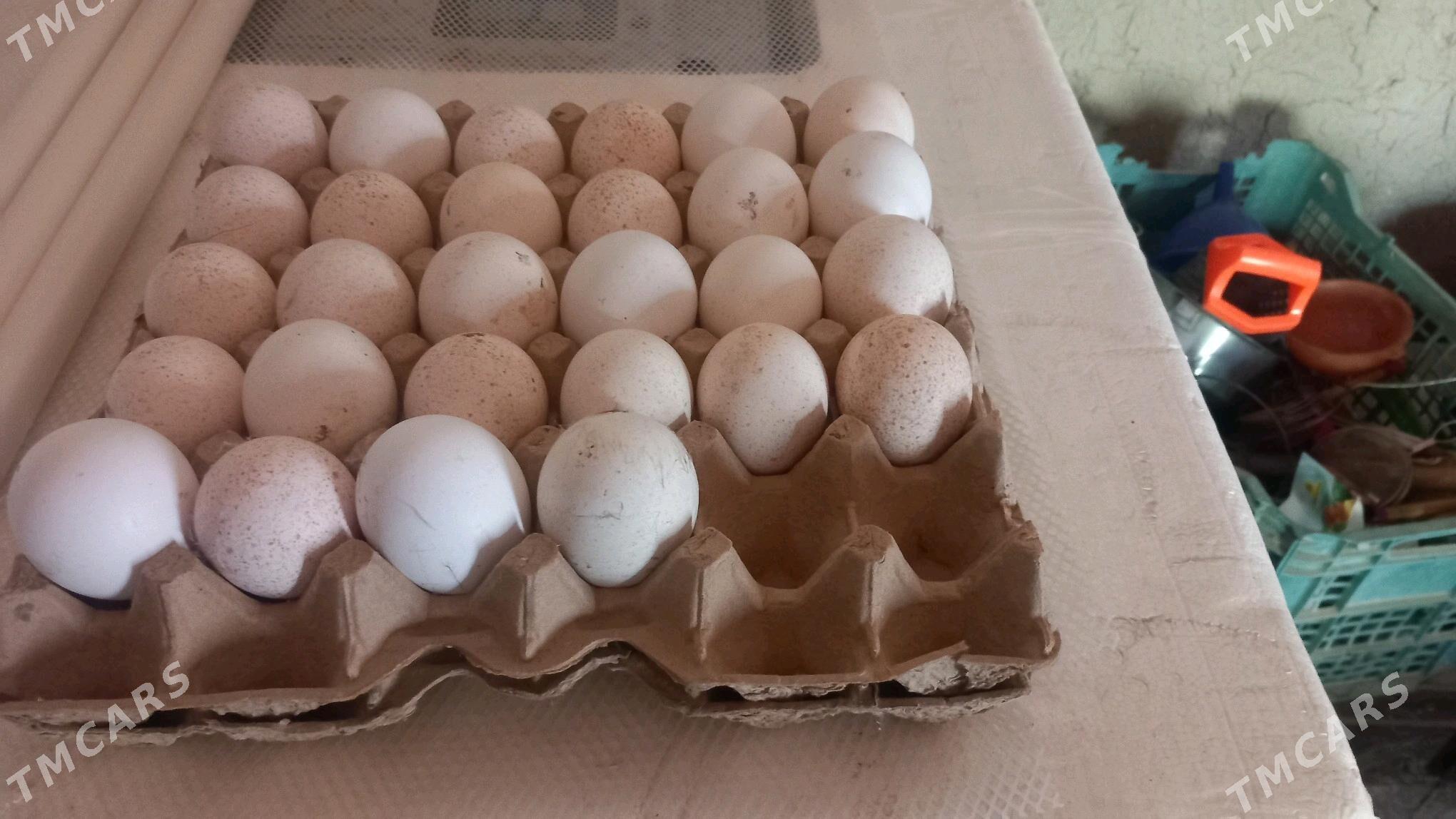 INDUK - Kaka - img 2