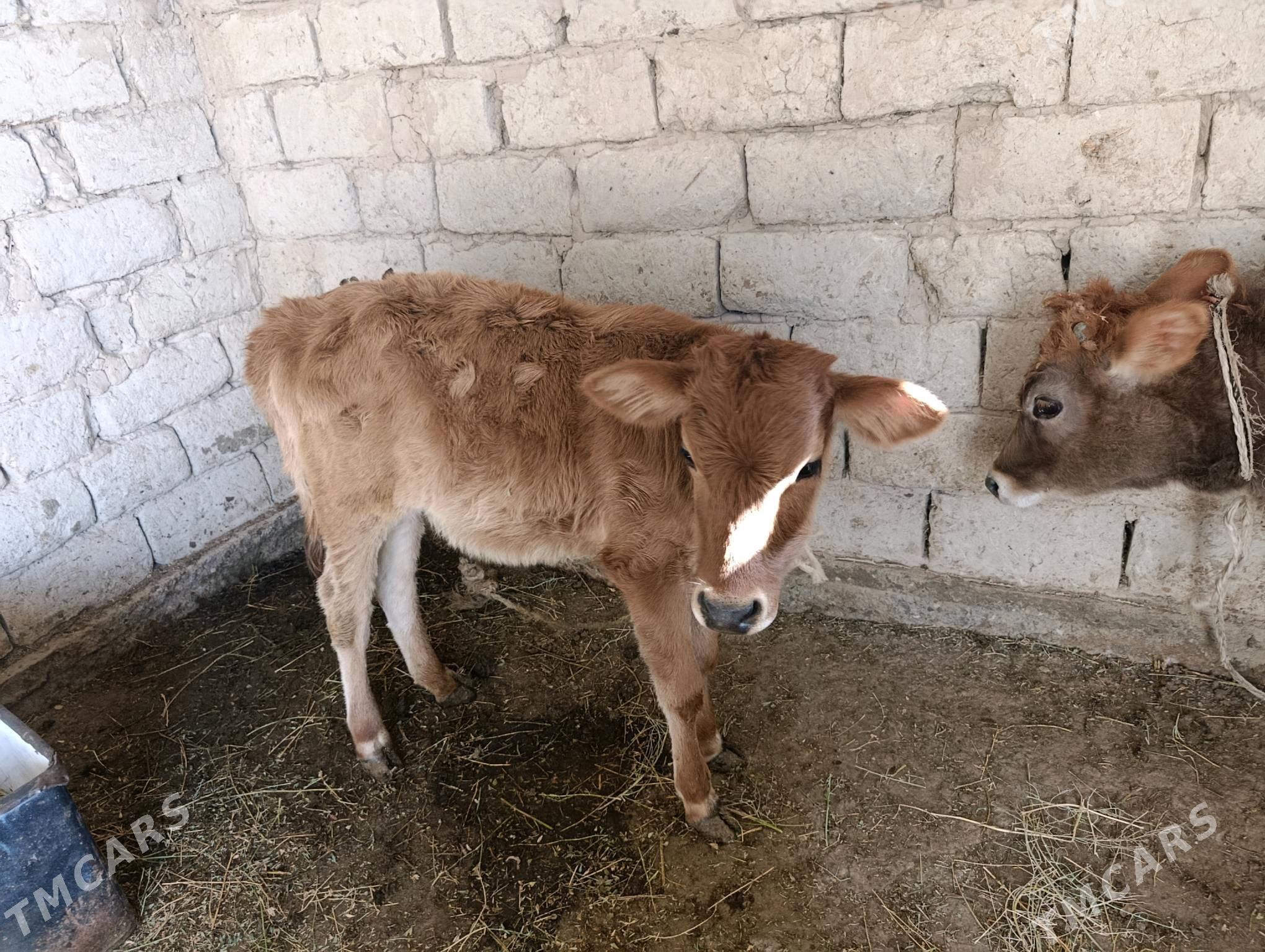 tuwe - Ýaşlyk - img 3