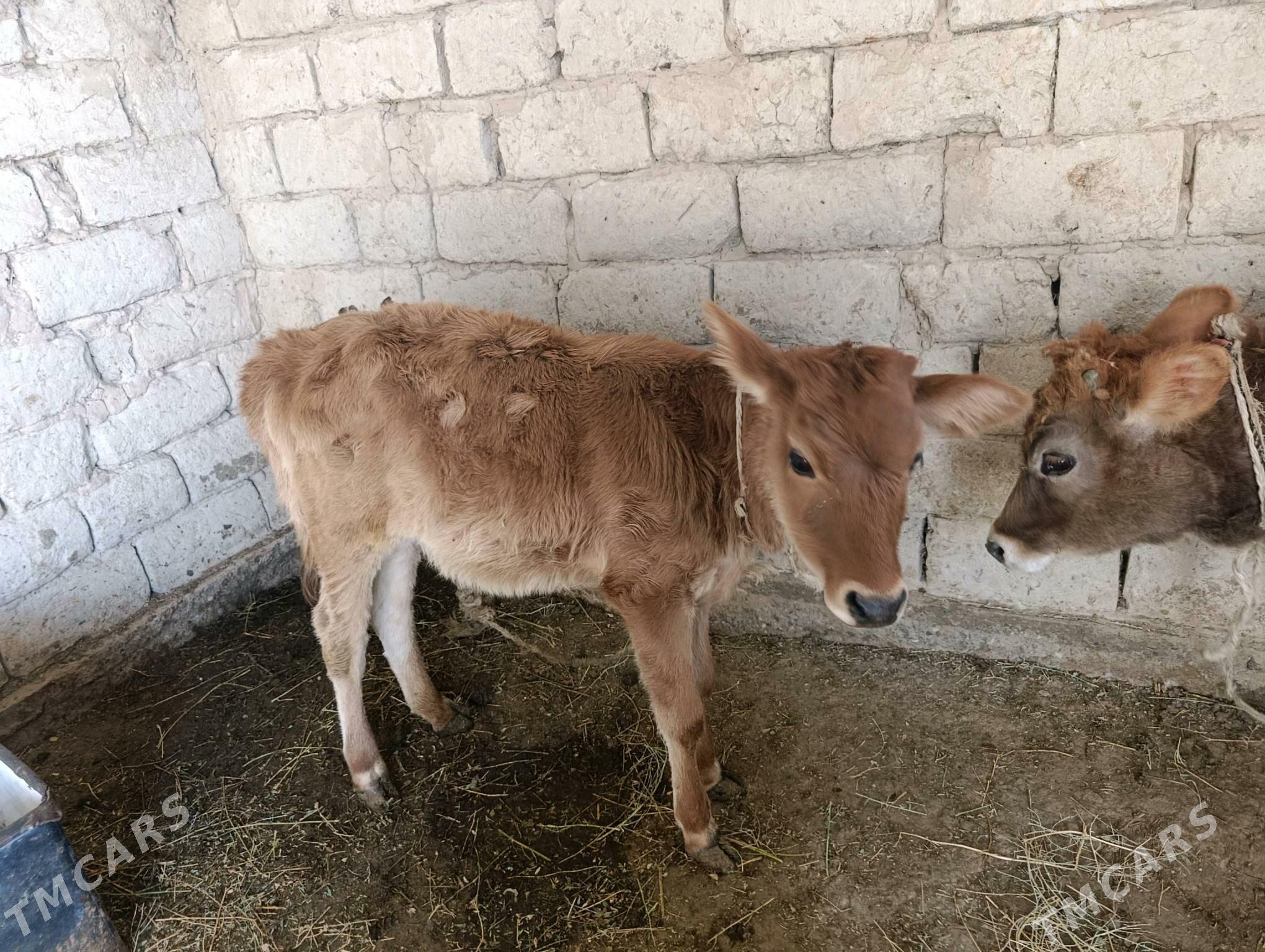 tuwe - Ýaşlyk - img 5