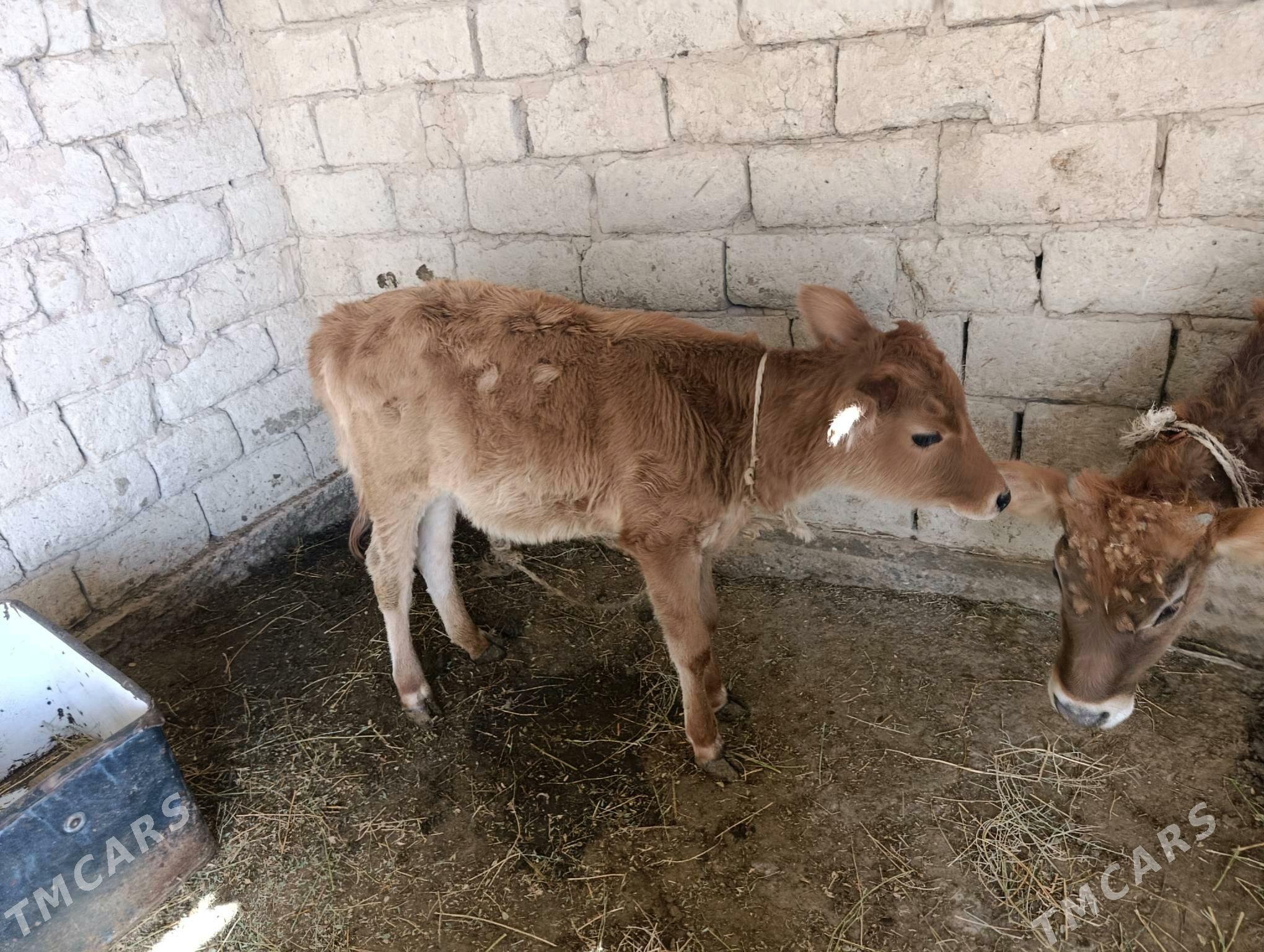 tuwe - Ýaşlyk - img 2