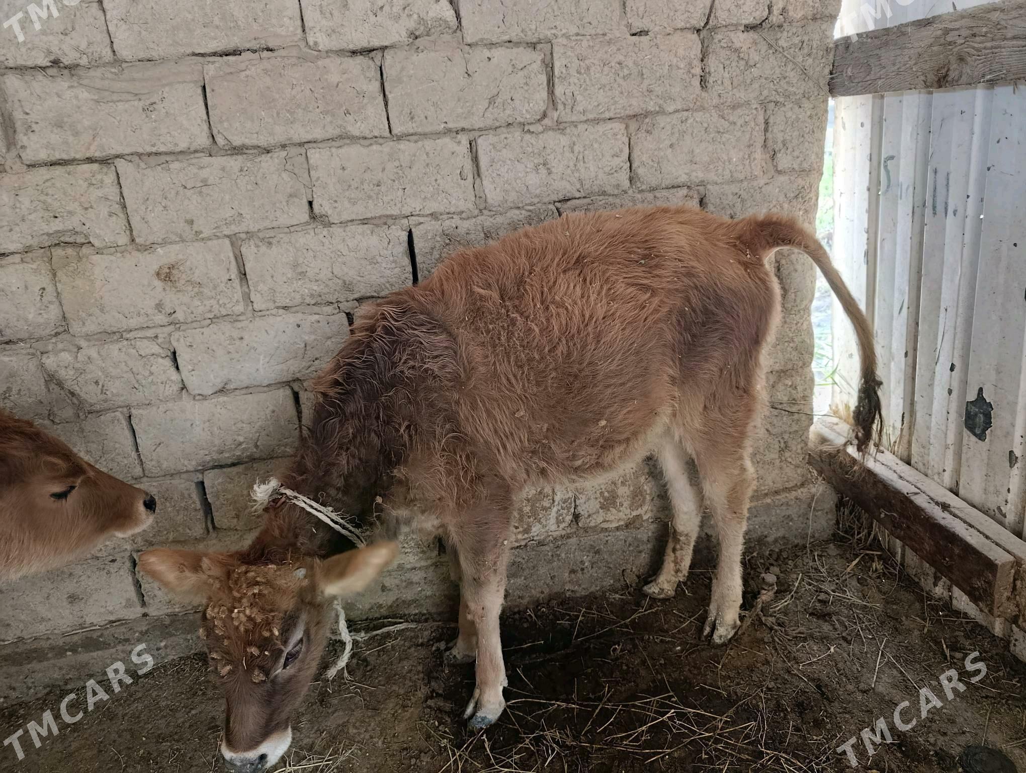 tuwe - Ýaşlyk - img 1