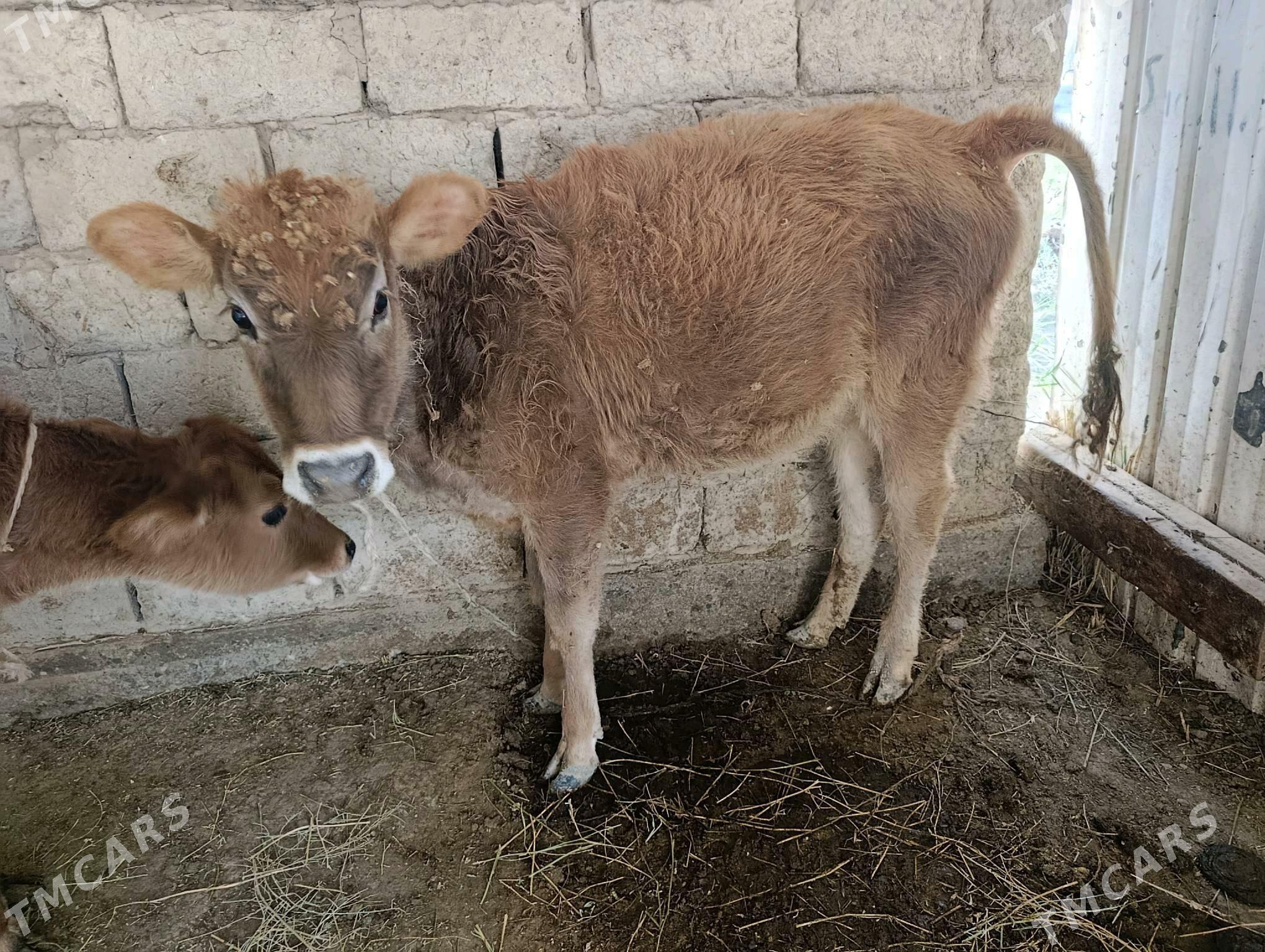 tuwe - Ýaşlyk - img 4