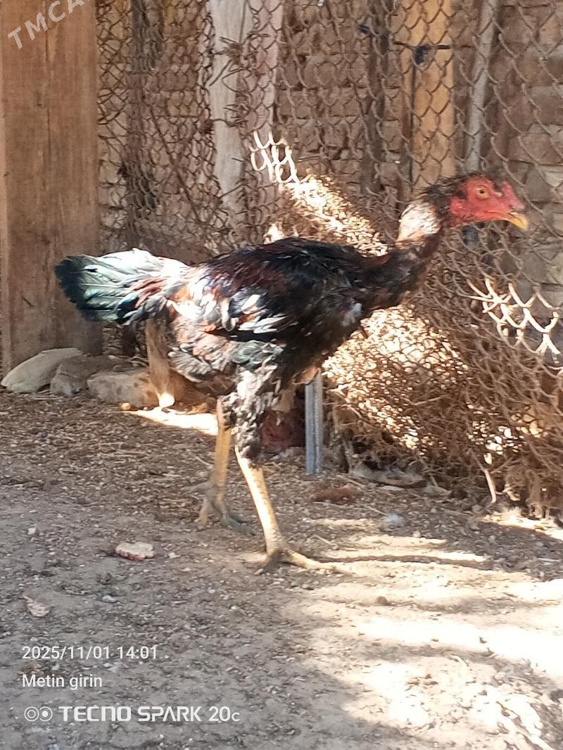 Bayes - Baýramaly - img 4