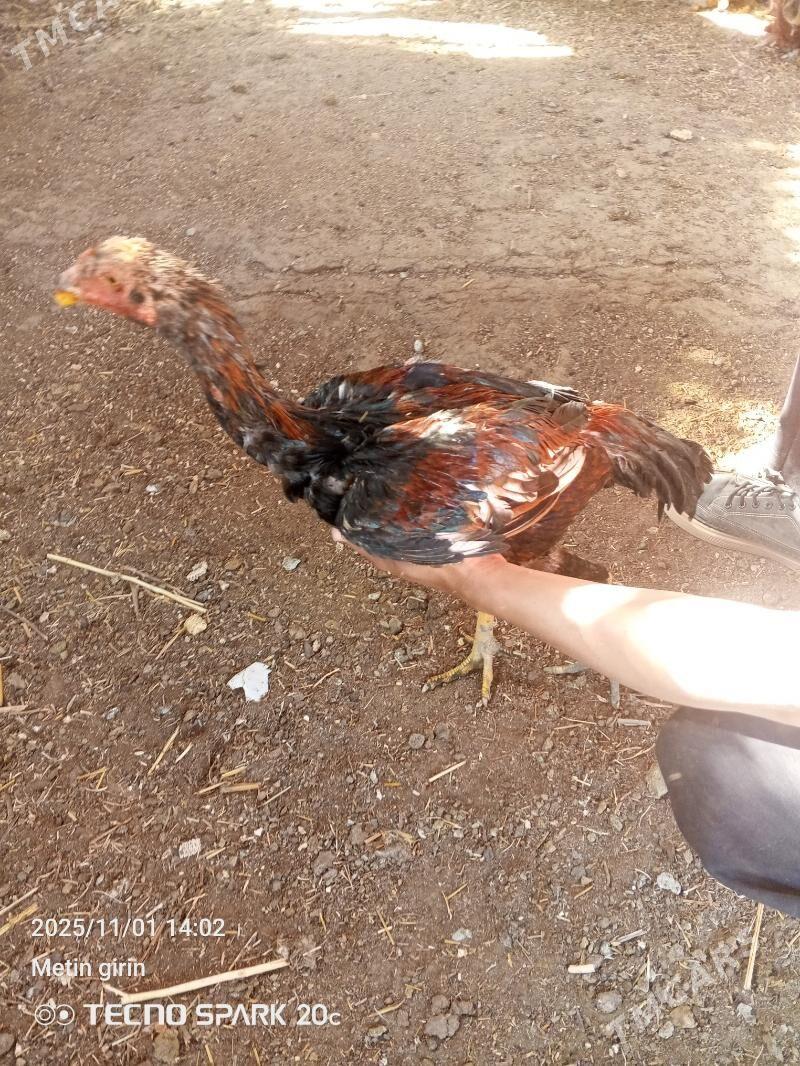 Bayes - Baýramaly - img 3