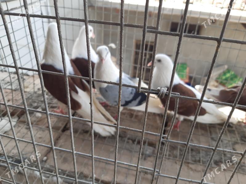 kepder - Туркменабат - img 2