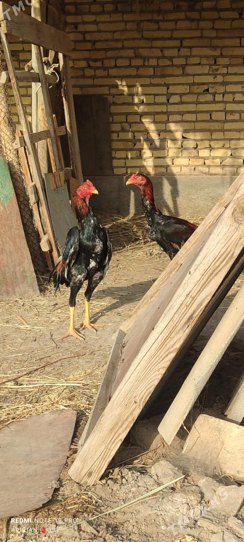 baysok horaz - Дянев - img 2