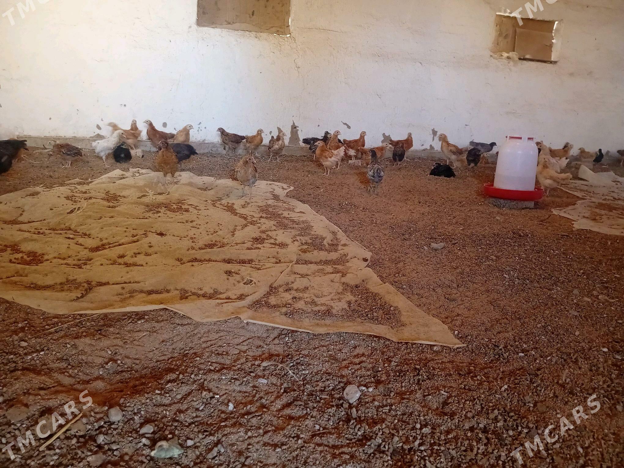 juyje - Sakarçäge - img 2