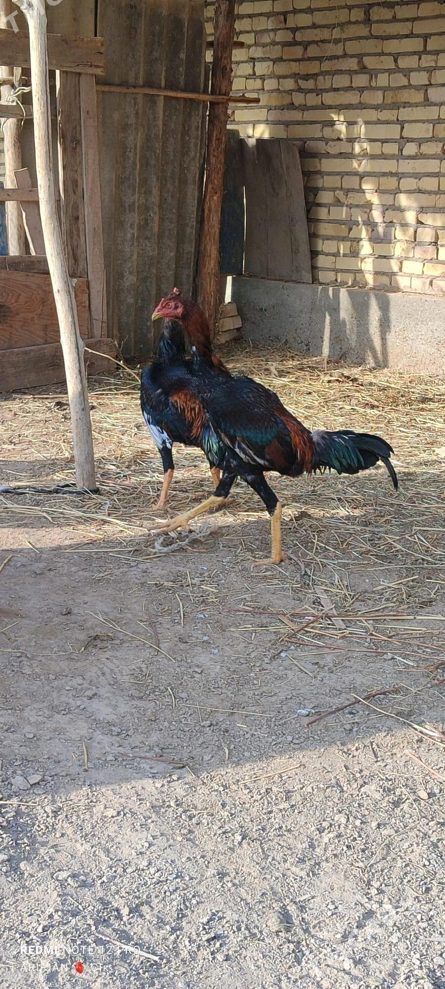 baysok horaz - Дянев - img 4