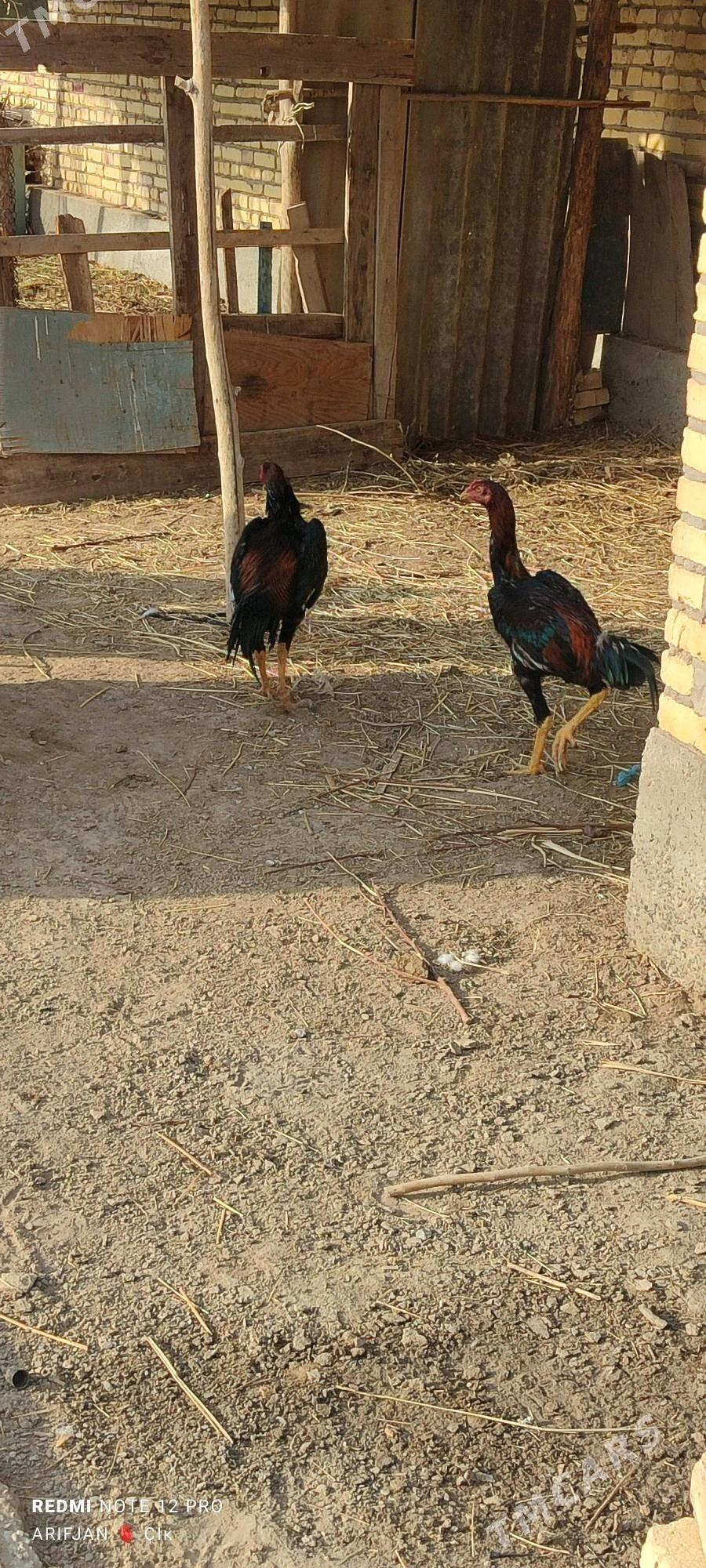 baysok horaz - Дянев - img 3