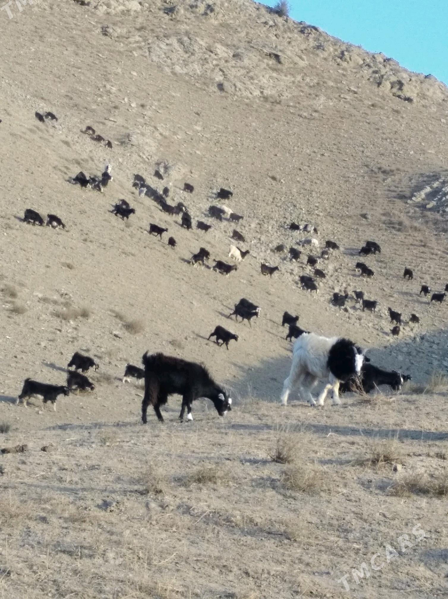 Çewişler - Махтумкули - img 2