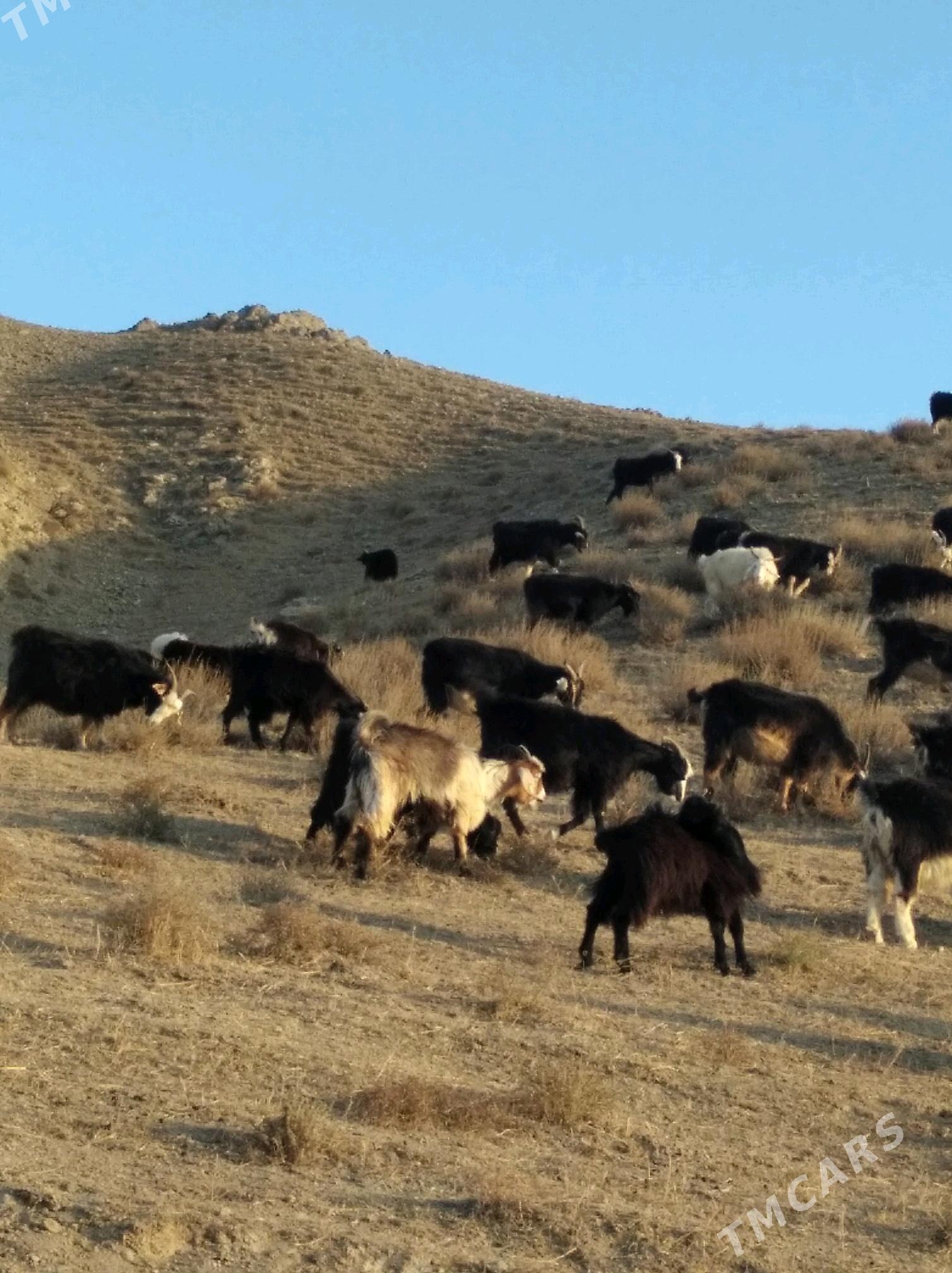 Çewişler - Махтумкули - img 3