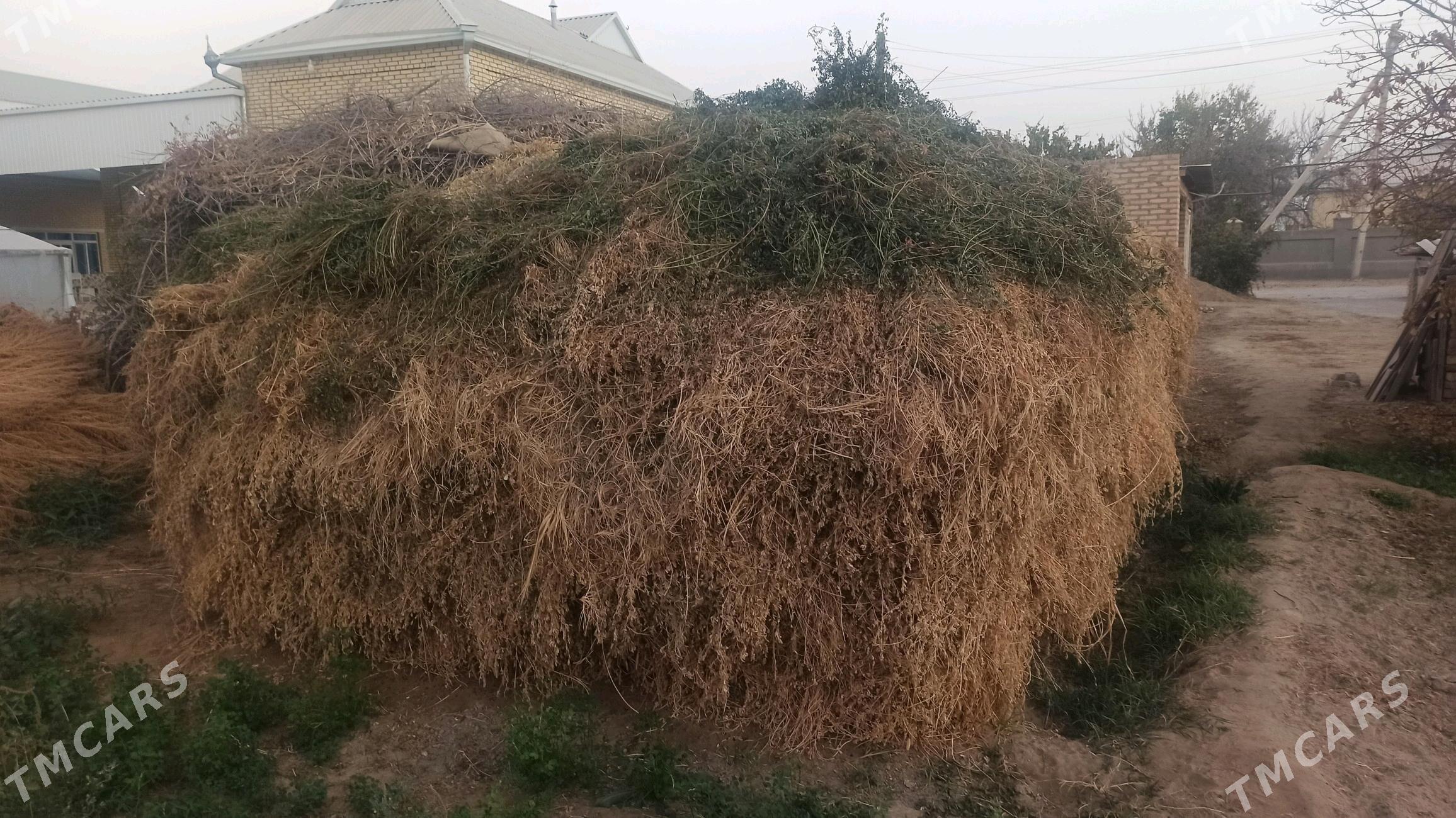 ARASSA ŸORUNJA - Sakarçäge - img 2