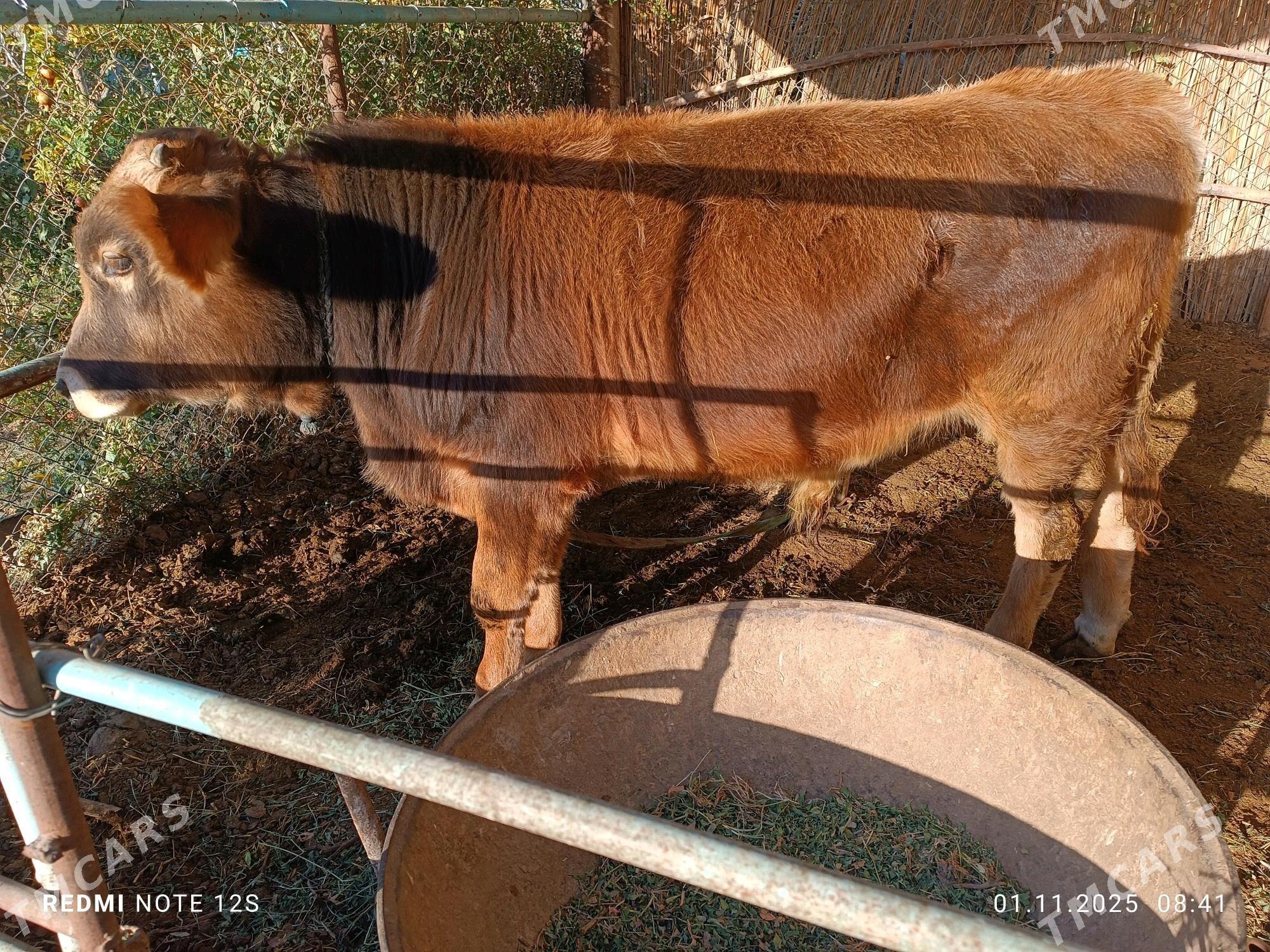 öküz göle - Сакарчага - img 1