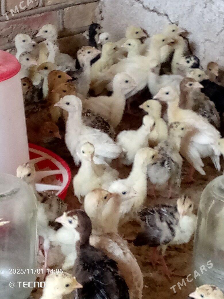 induk jüýje - Каракумский этрап - img 6