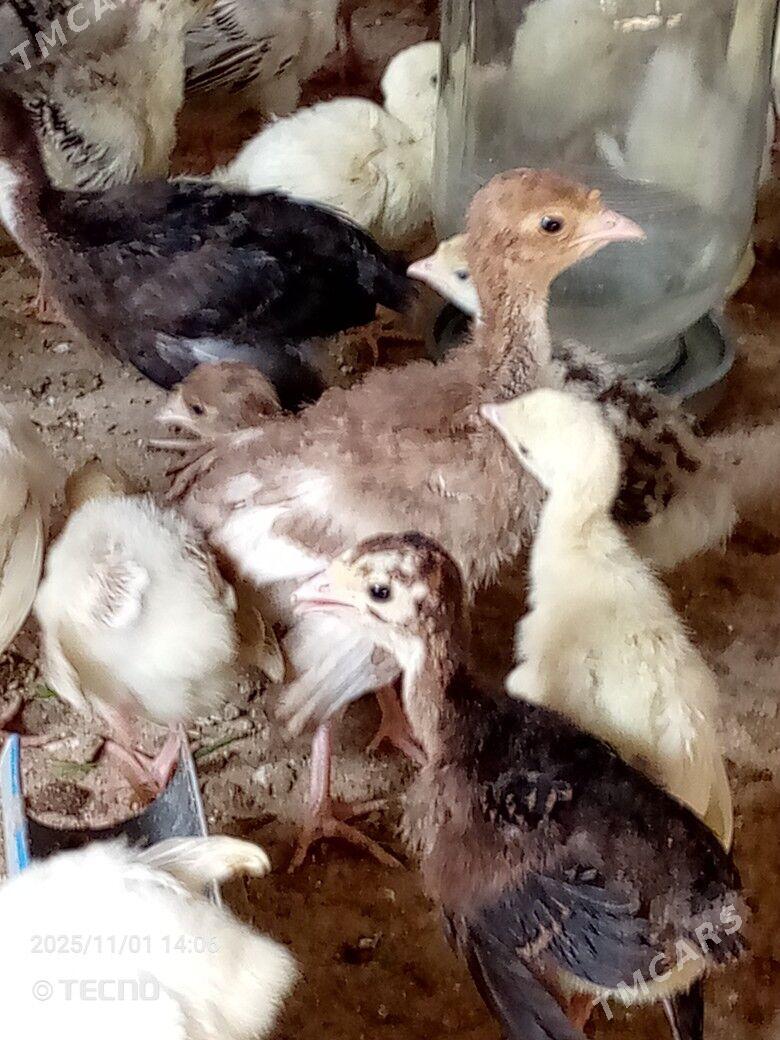 induk jüýje - Каракумский этрап - img 2