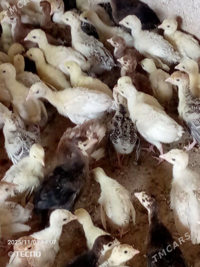 induk jüýje - Каракумский этрап - img 4