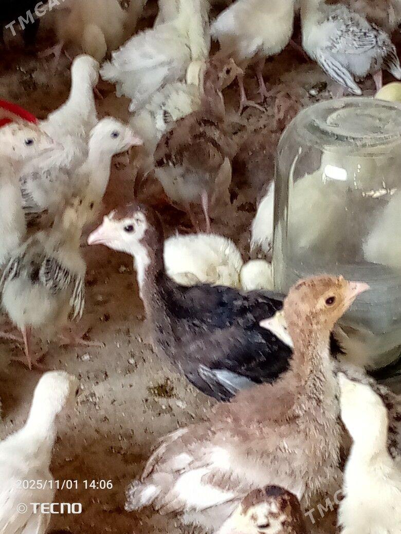 induk jüýje - Каракумский этрап - img 3