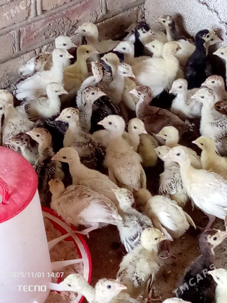 induk jüýje - Каракумский этрап - img 5