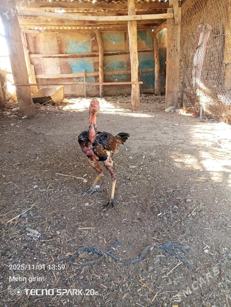 baysy - Байрамали - img 5