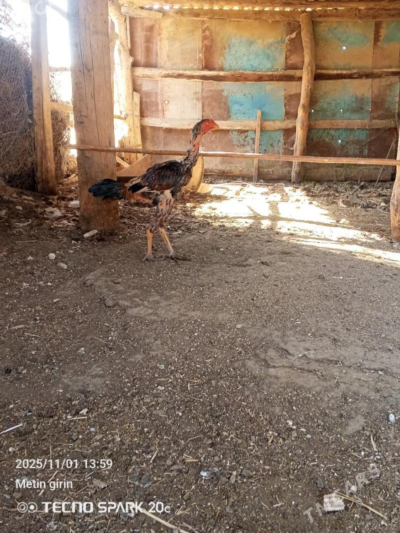 baysy - Байрамали - img 2