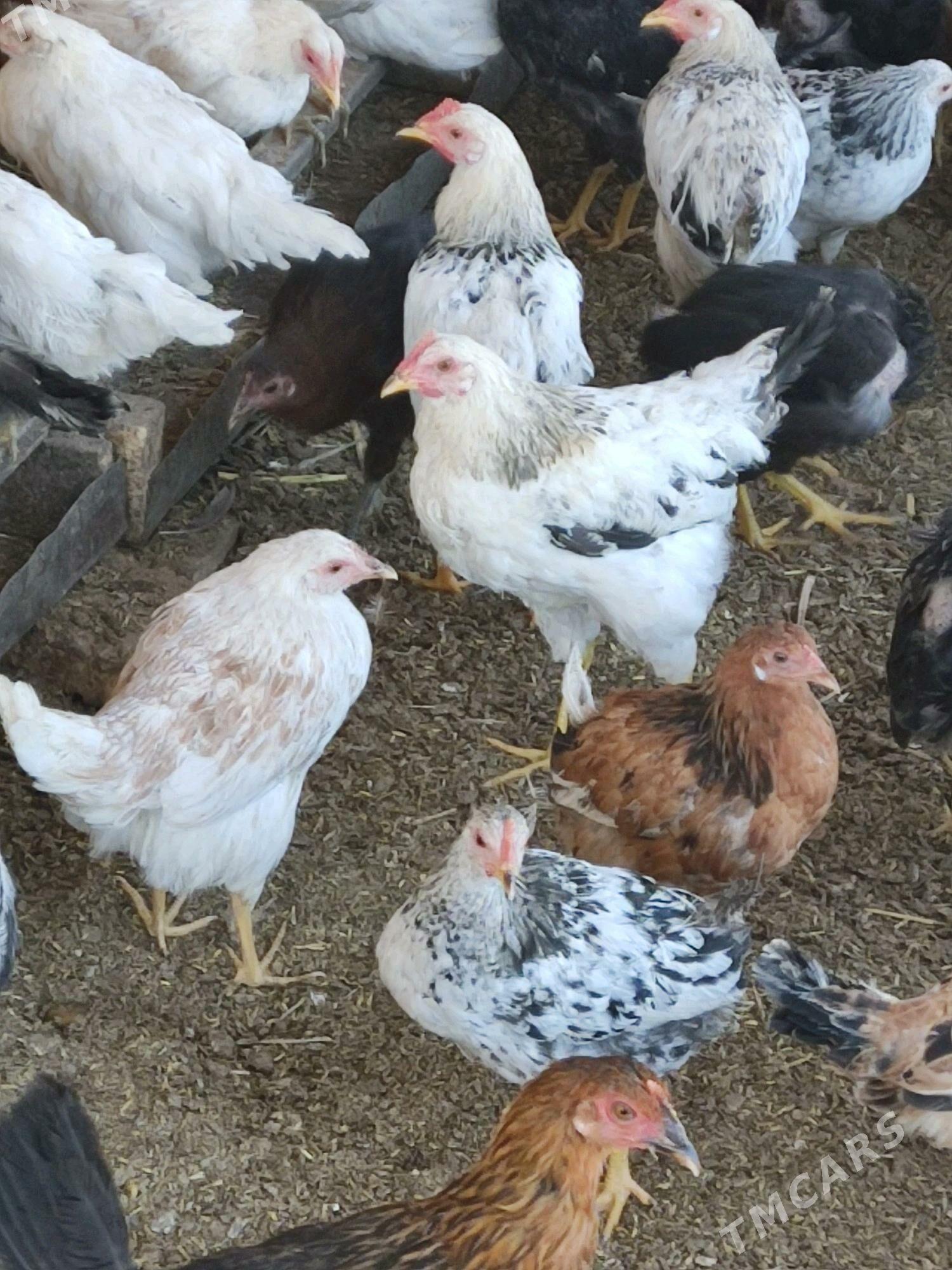 Jüje - Туркменабат - img 1